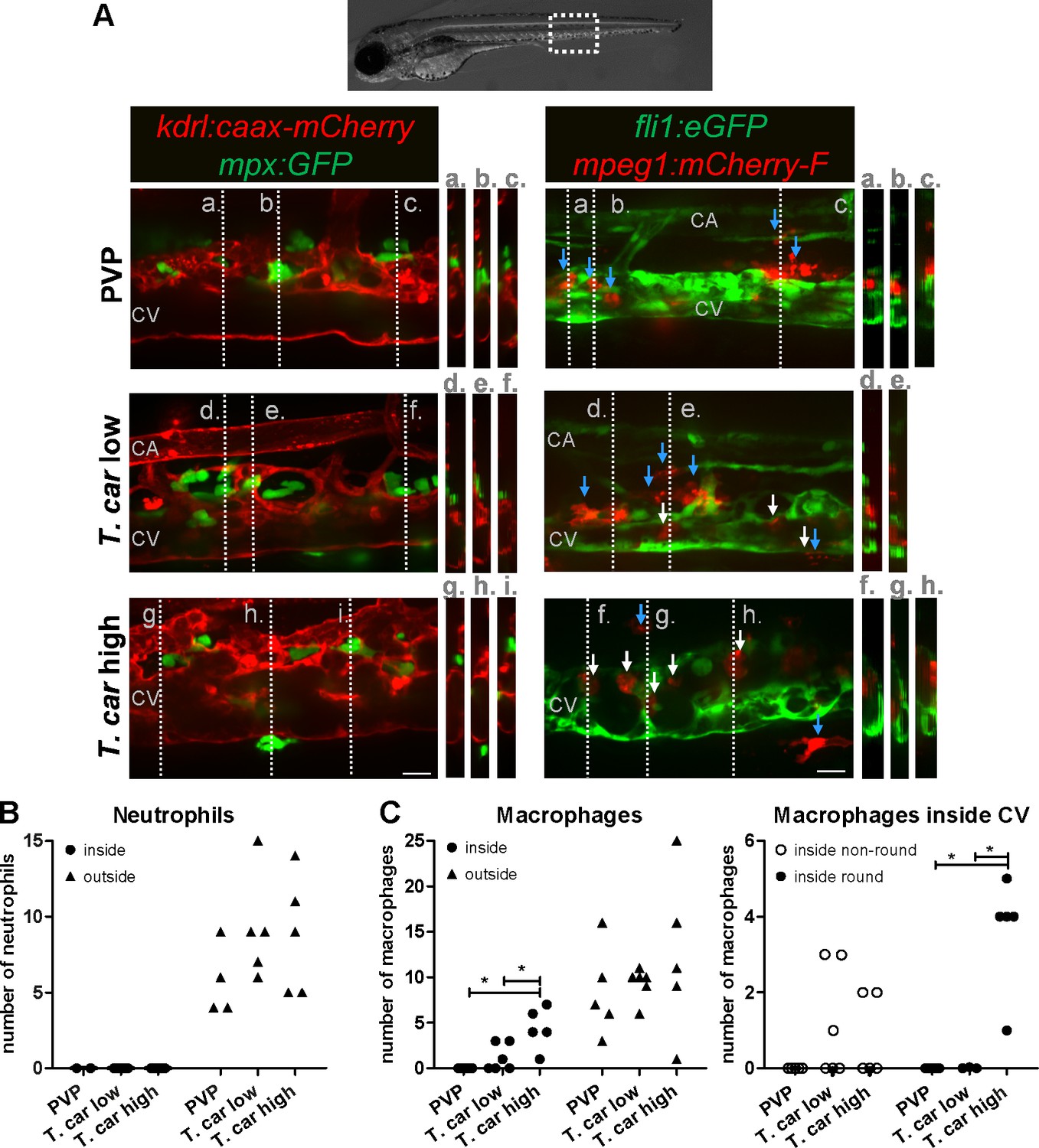 Occurrence Of Foamy Macrophages During The Innate Response Of Zebrafish To Trypanosome Infections Elife