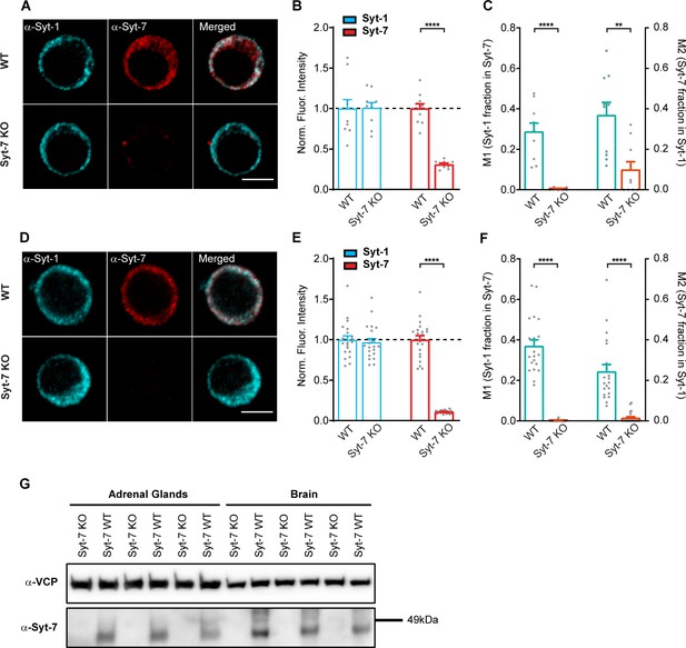 Figures And Data In Synaptotagmin 7 Places Dense Core Vesicles At The