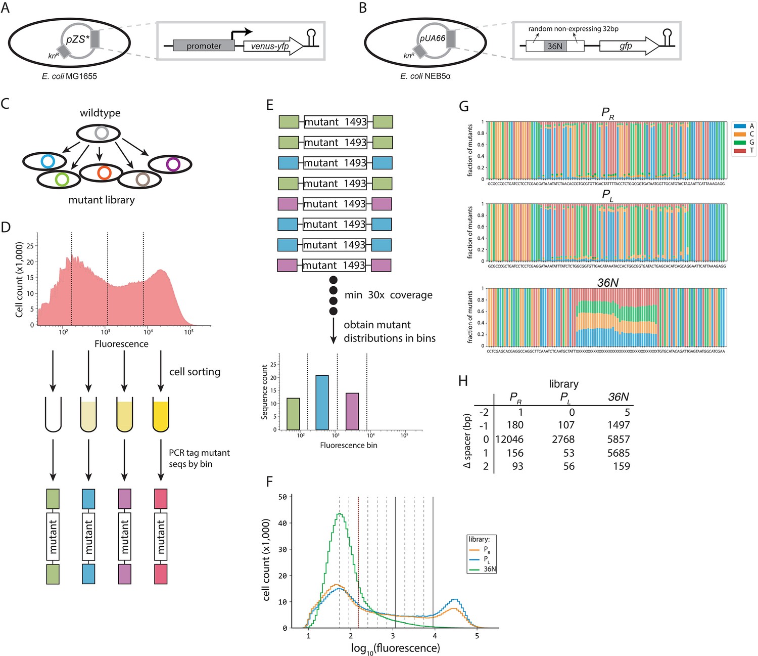 Predicting bacterial promoter function and evolution from random sequences  | eLife