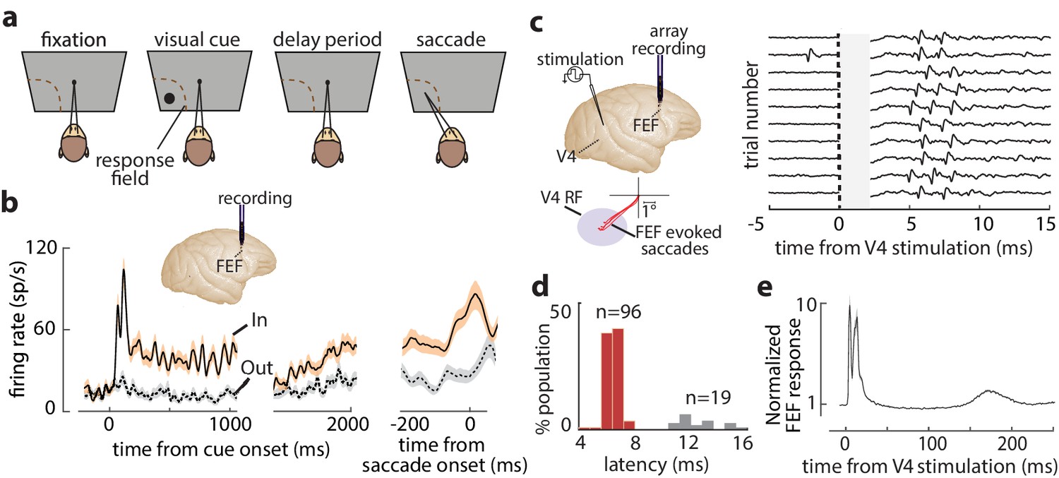 Figures and data in Working memory gates visual input to primate ...