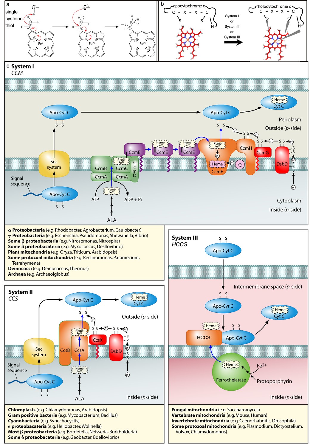 In Vitro Reconstitution Reveals Major Differences Between Human And Bacterial Cytochrome C Synthases Elife