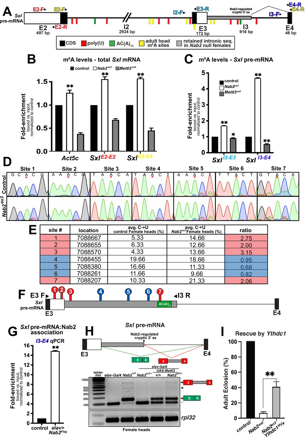 The Drosophila Nab2 Rna Binding Protein Inhibits M6a Methylation And Male Specific Splicing Of