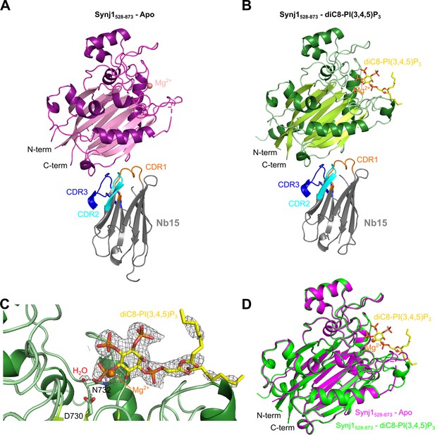 A structure of substrate-bound Synaptojanin1 provides new insights in ...