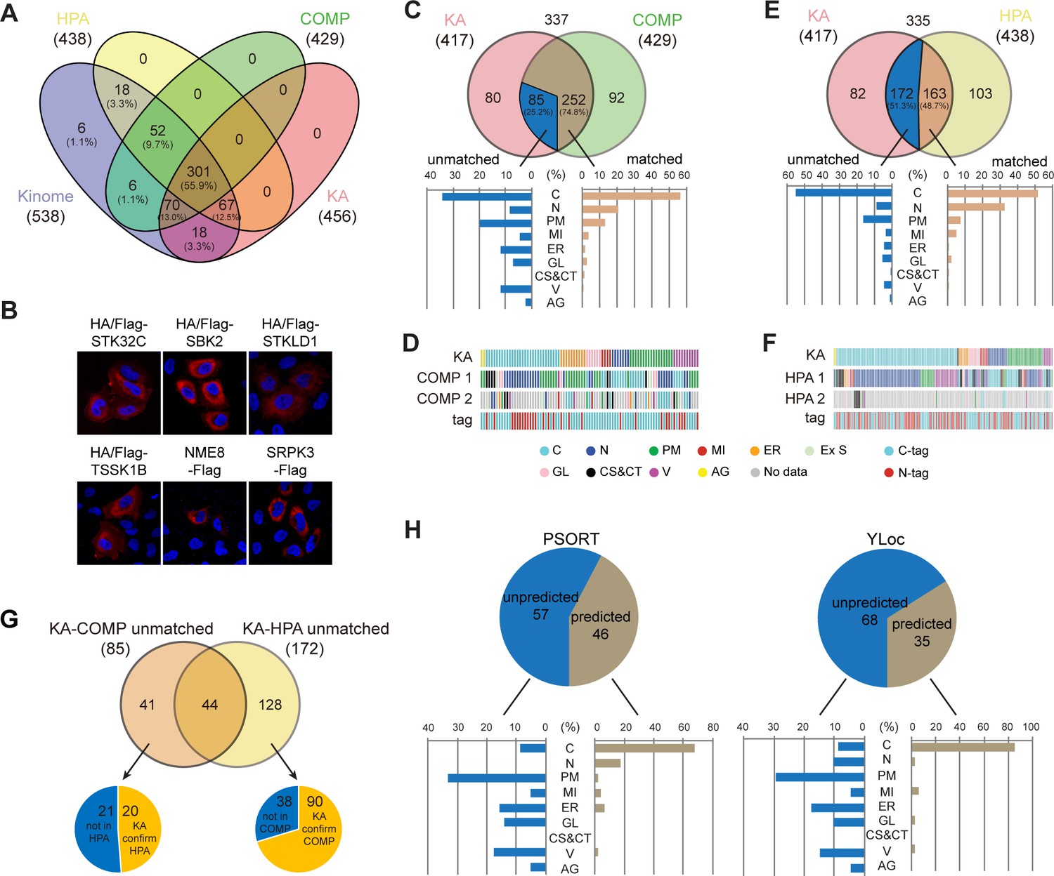 A Subcellular Map Of The Human Kinome | ELife