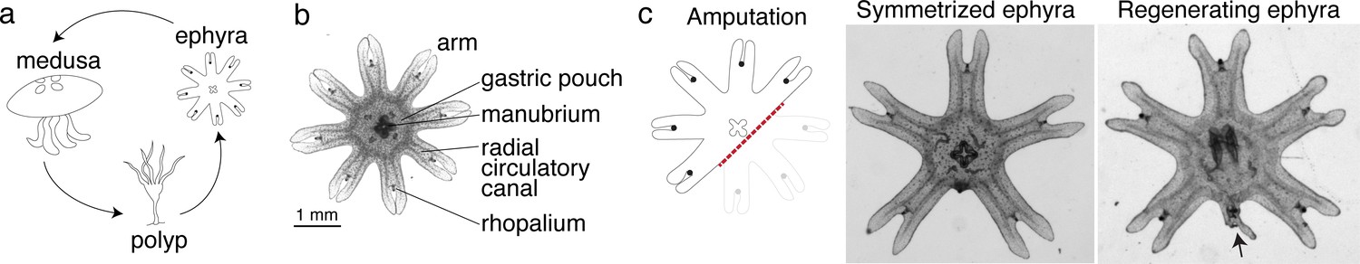 A conserved strategy for inducing appendage regeneration in moon ...