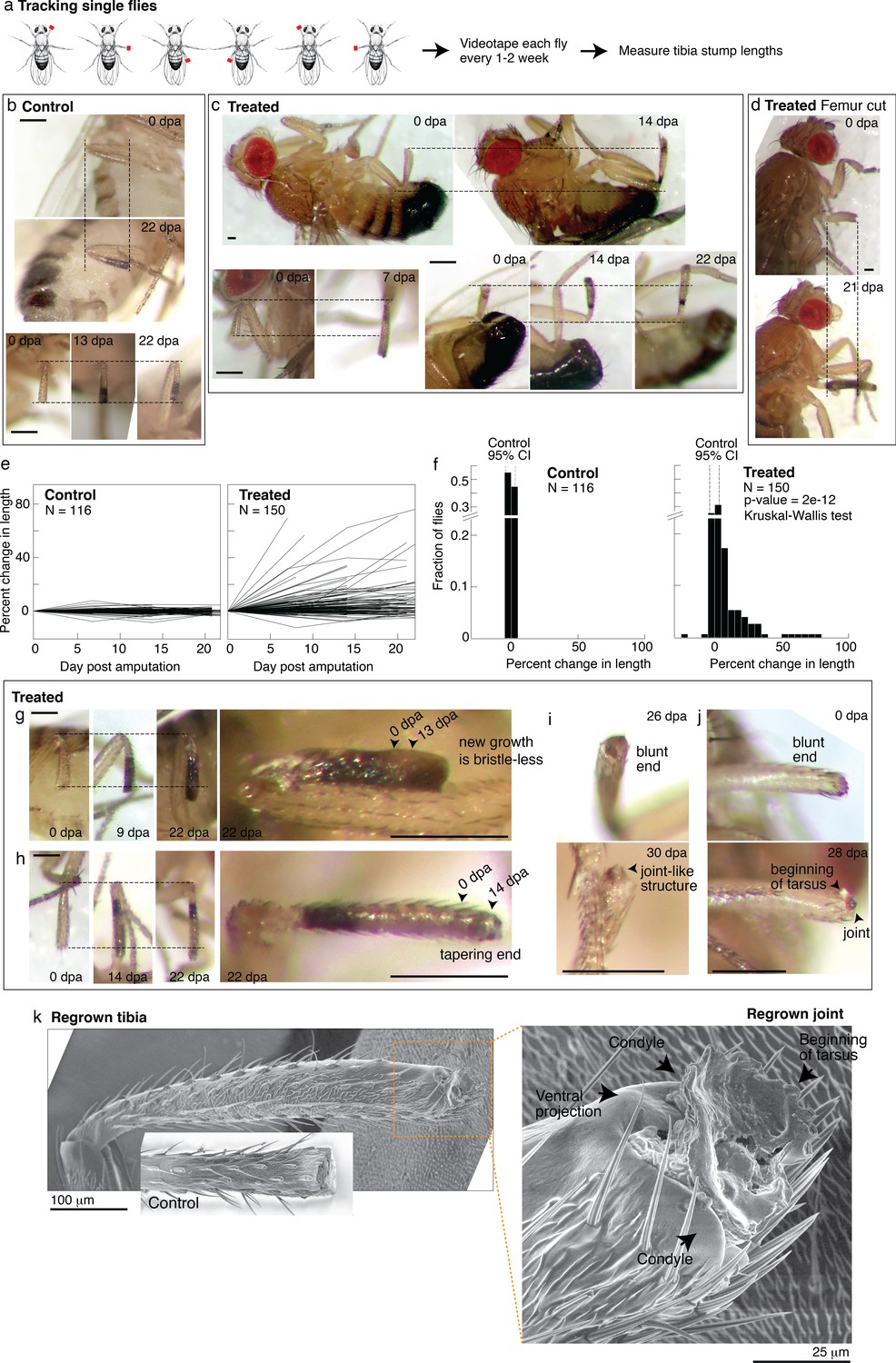 A conserved strategy for inducing appendage regeneration in