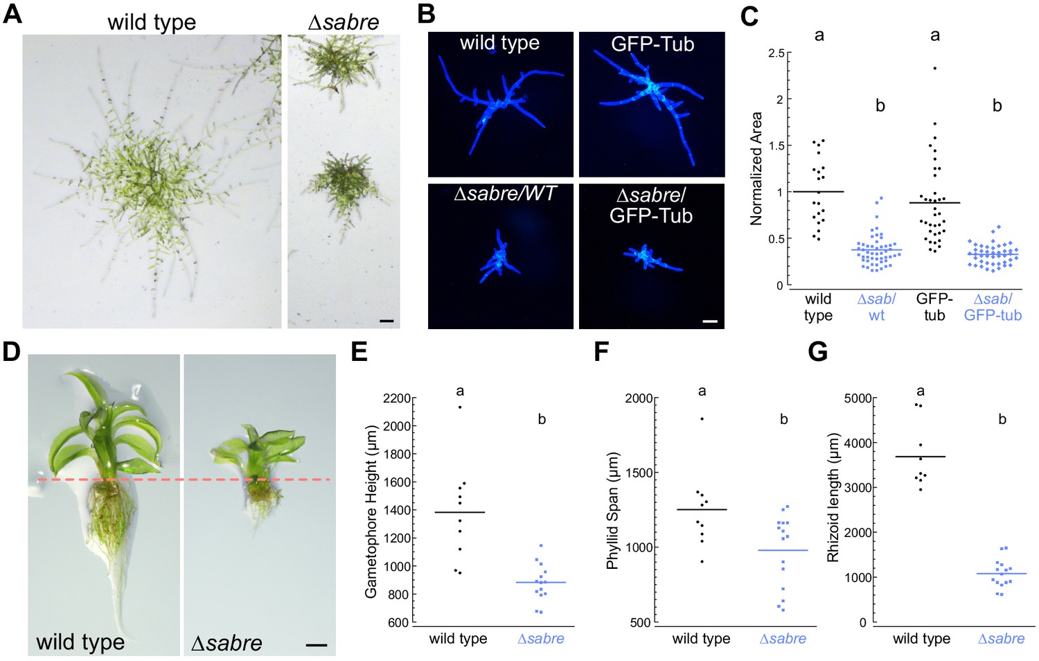 Sabre Populates Er Domains Essential For Cell Plate Maturation And Cell Expansion Influencing Cell And Tissue Patterning Elife