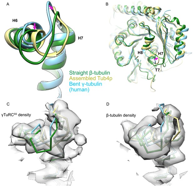 Figures And Data In CM1-driven Assembly And Activation Of Yeast γ ...