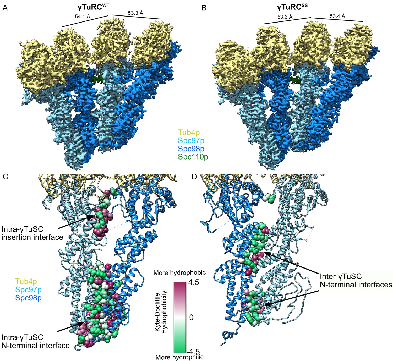 Cm1-driven Assembly And Activation Of Yeast γ-tubulin Small Complex 