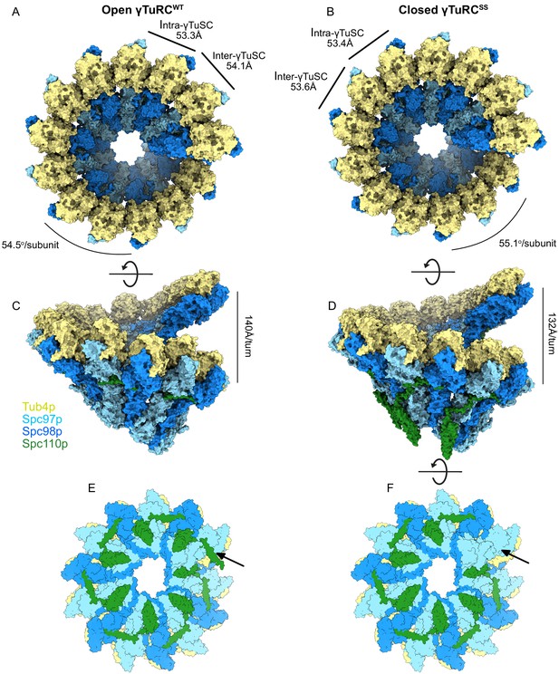 CM1-driven assembly and activation of yeast γ-tubulin small complex ...