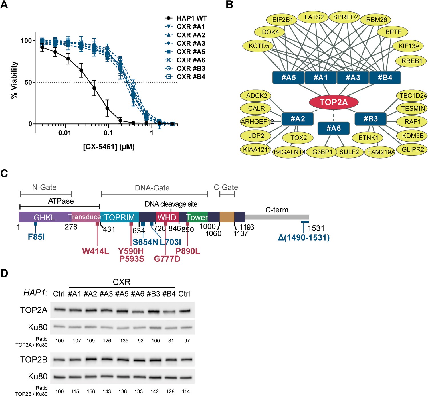 Figures And Data In Transcription-associated Topoisomerase 2α (TOP2A ...