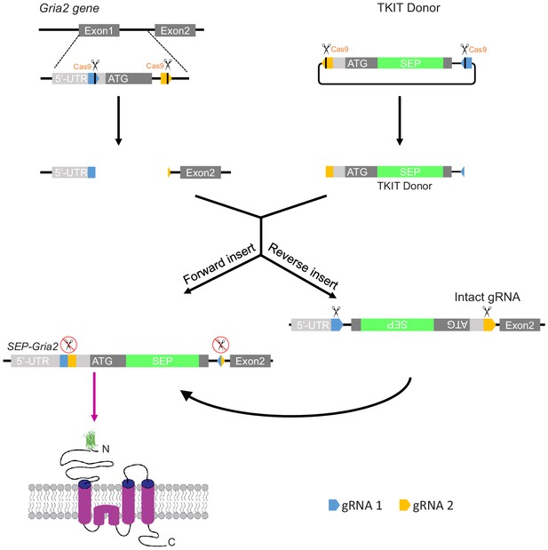 Figures and data in An optimized CRISPR/Cas9 approach for precise ...