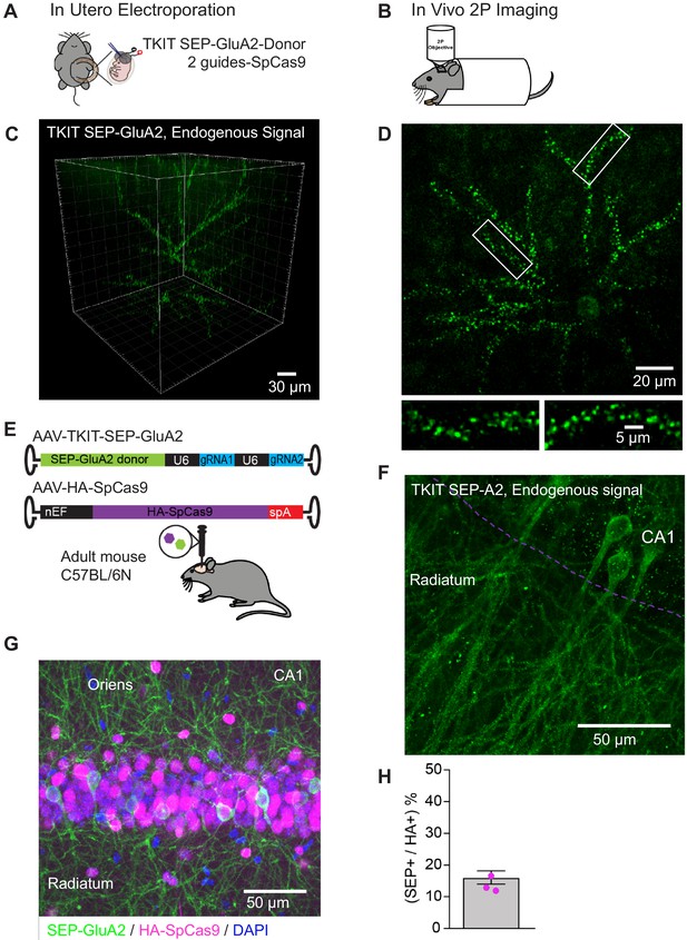 An Optimized Crispr Cas9 Approach For Precise Genome Editing In Neurons