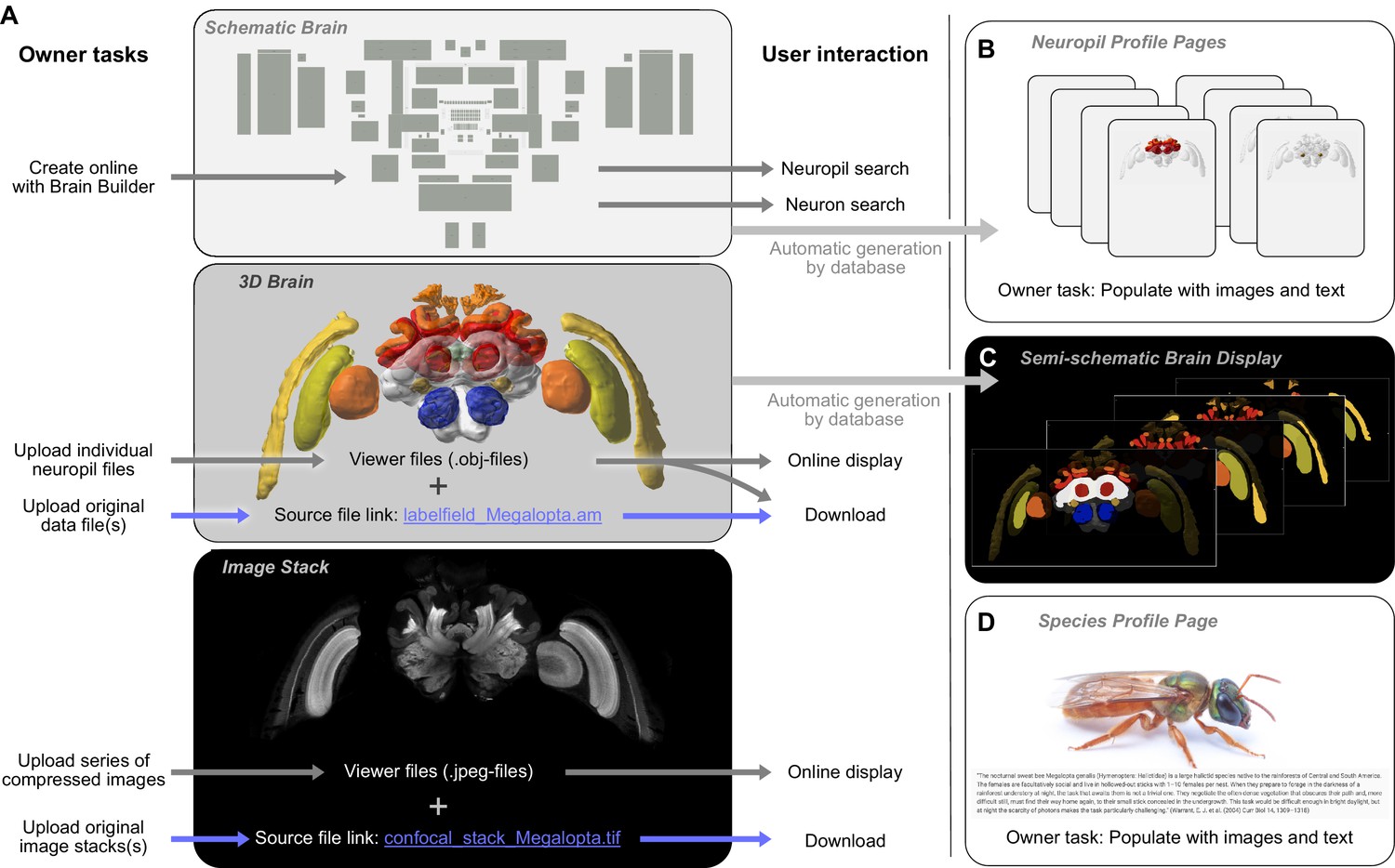 A unified platform to manage, share, and archive morphological and  functional data in insect neuroscience | eLife