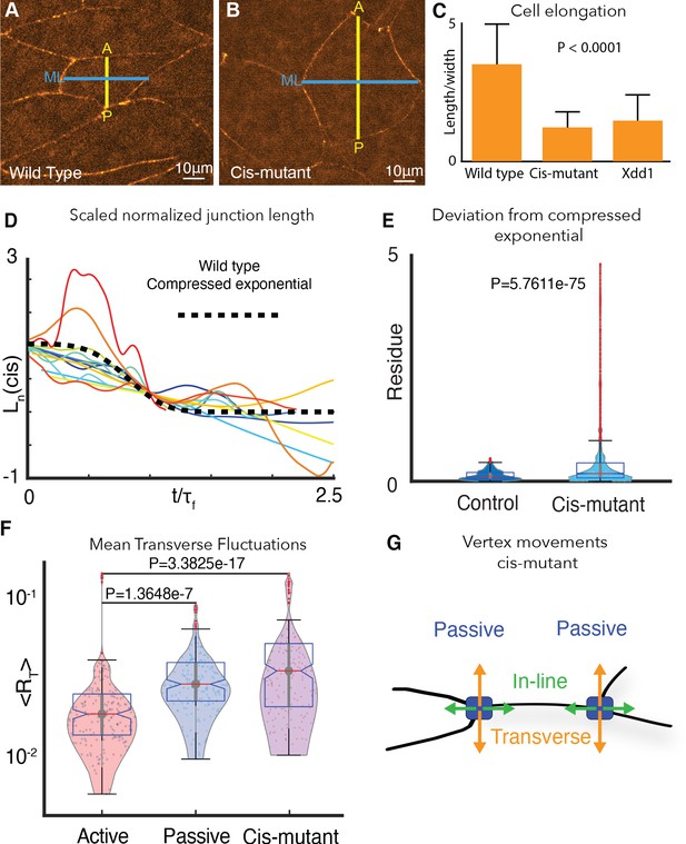 Mechanical Heterogeneity Along Single Cell-cell Junctions Is Driven By ...