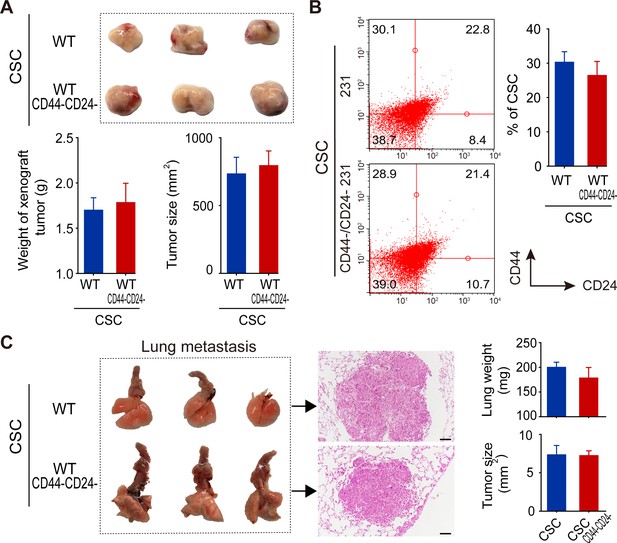 Association of human breast cancer CD44-/CD24- cells with delayed ...