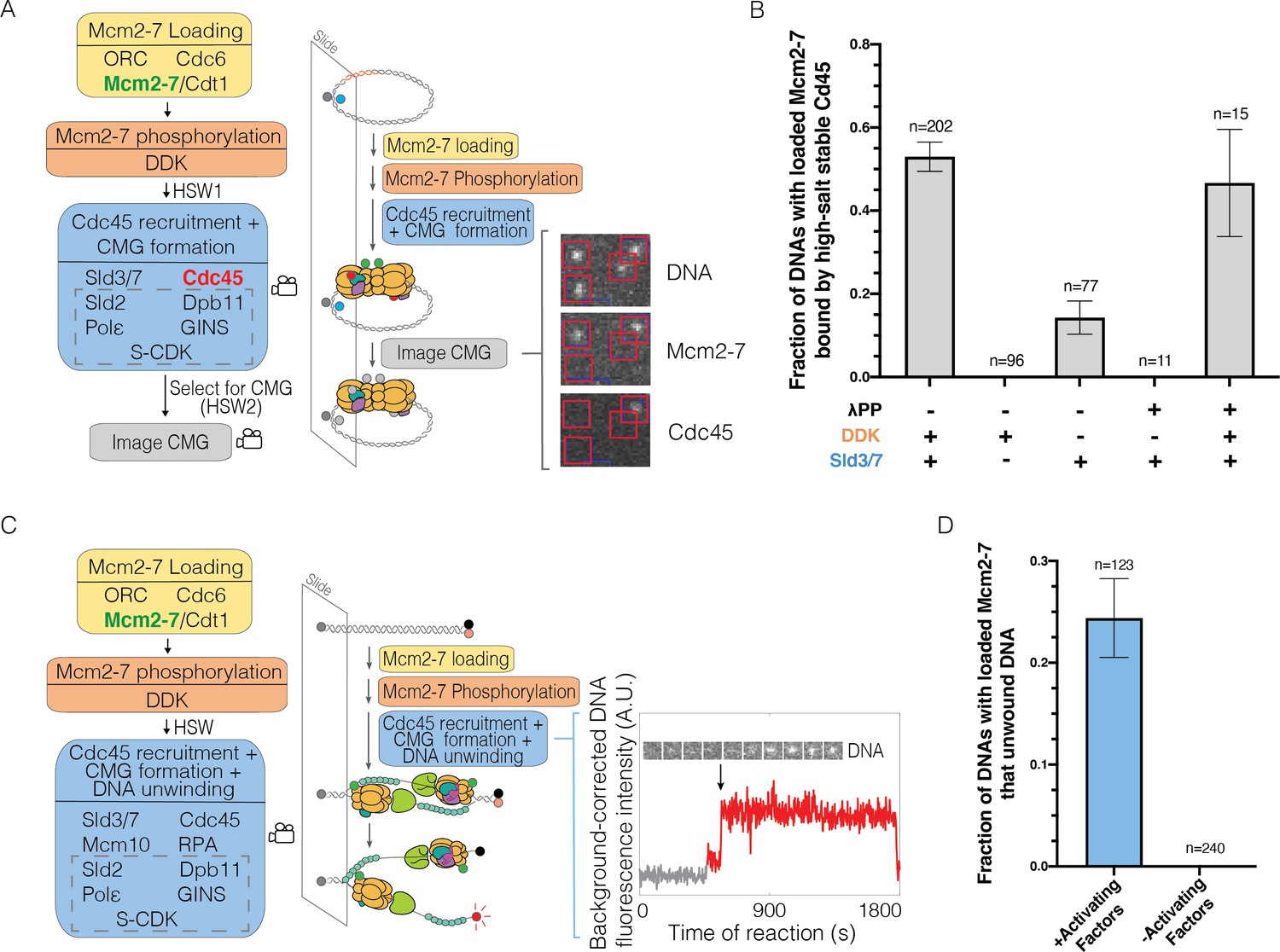 Ddk Regulates Replication Initiation By Controlling The Multiplicity Of Cdc45 Gins Binding To Mcm2 7 Elife