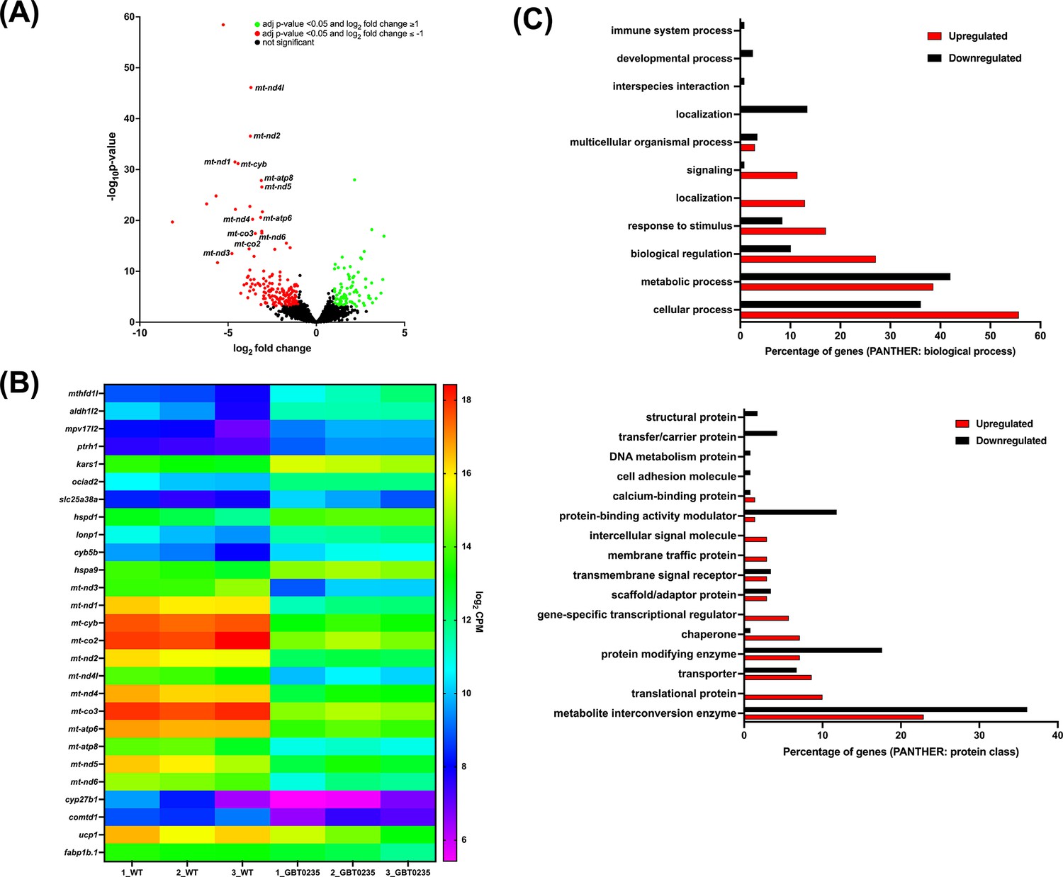 Genetic therapy in a mitochondrial disease model suggests a