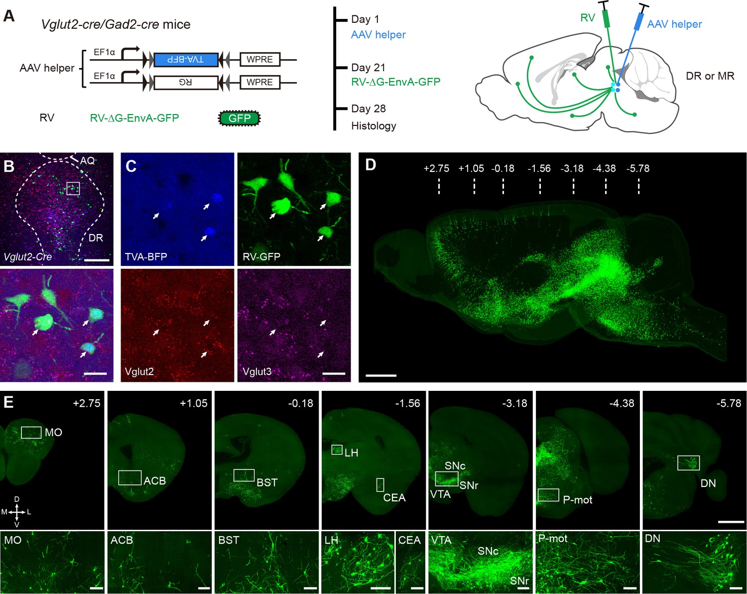 Whole Brain Connectivity Atlas Of Glutamatergic And GABAergic Neurons