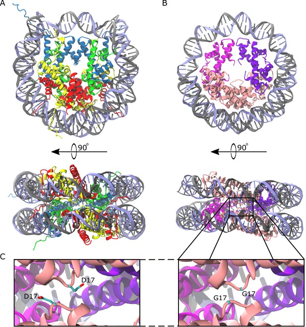 Archaeal chromatin ‘slinkies’ are inherently dynamic complexes with ...