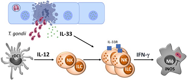 IL-33 Promotes Innate Lymphoid Cell-dependent IFN-γ Production Required ...