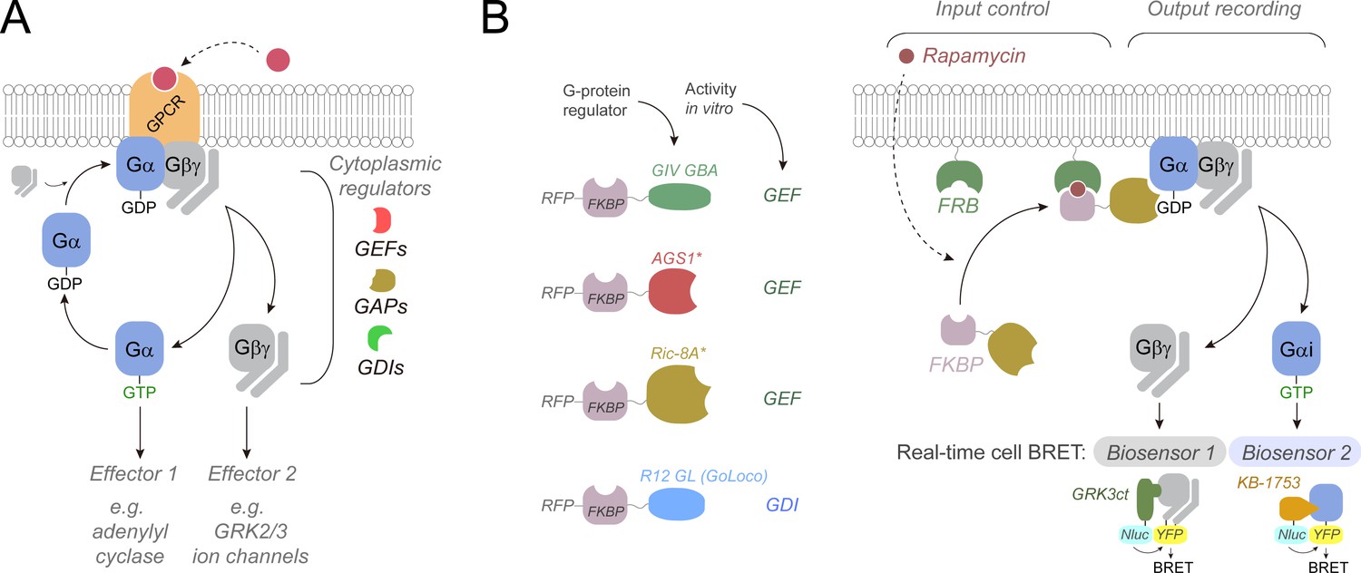 Figures and data in Complementary biosensors reveal different G-protein ...