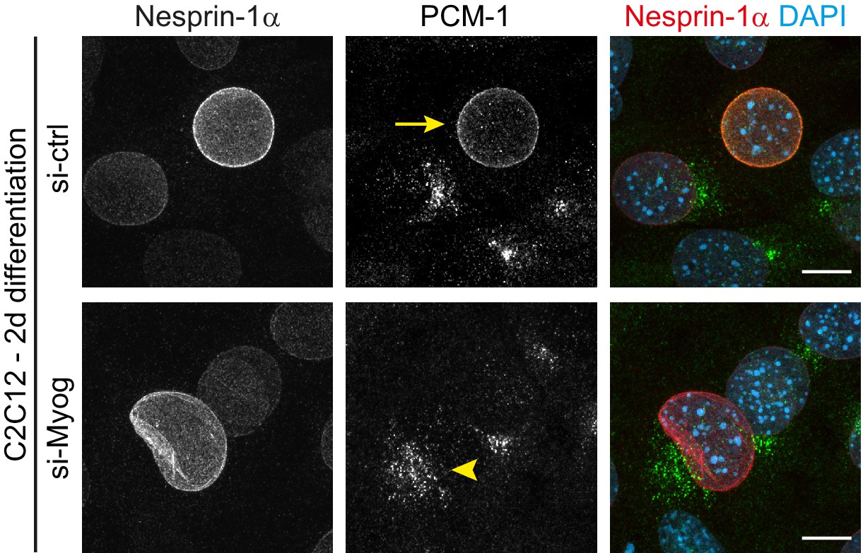 Figures And Data In Myogenin Controls Via AKAP6 Non-centrosomal ...