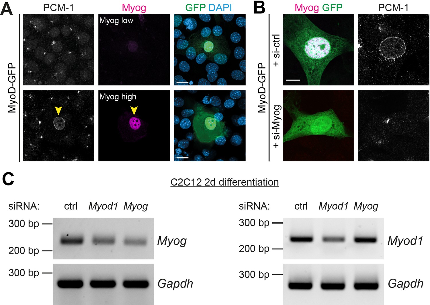 Figures And Data In Myogenin Controls Via AKAP6 Non-centrosomal ...