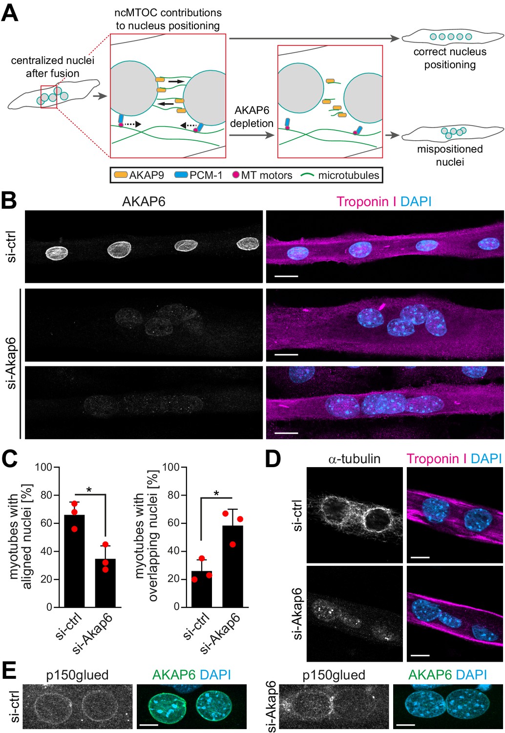 Myogenin Controls Via AKAP6 Non-centrosomal Microtubule-organizing ...