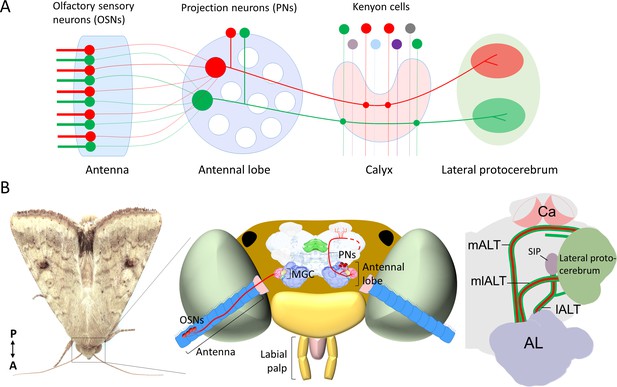 Distinct Protocerebral Neuropils Associated With Attractive And Aversive Female Produced 4327