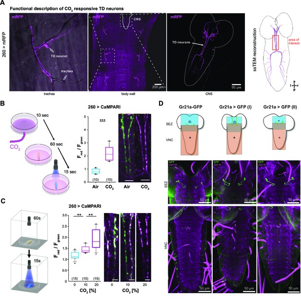 drosophila sensory neurons dendrite types