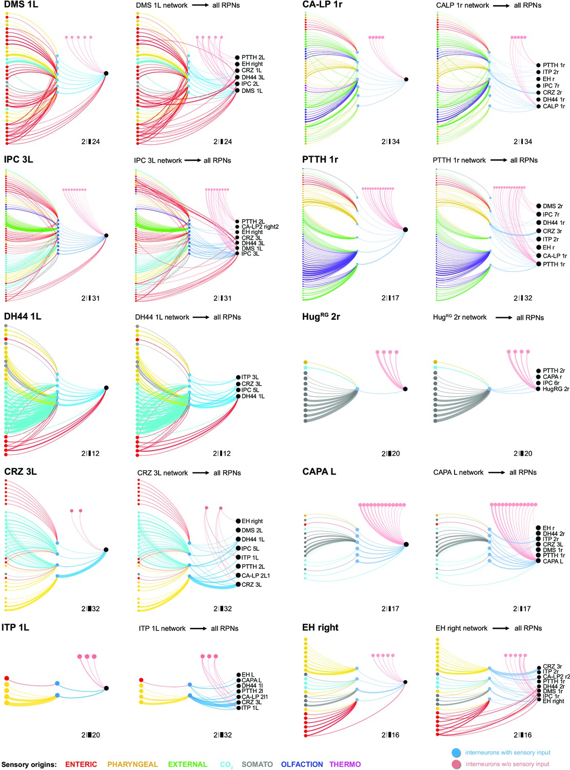 drosophila sensory neurons dendrite types