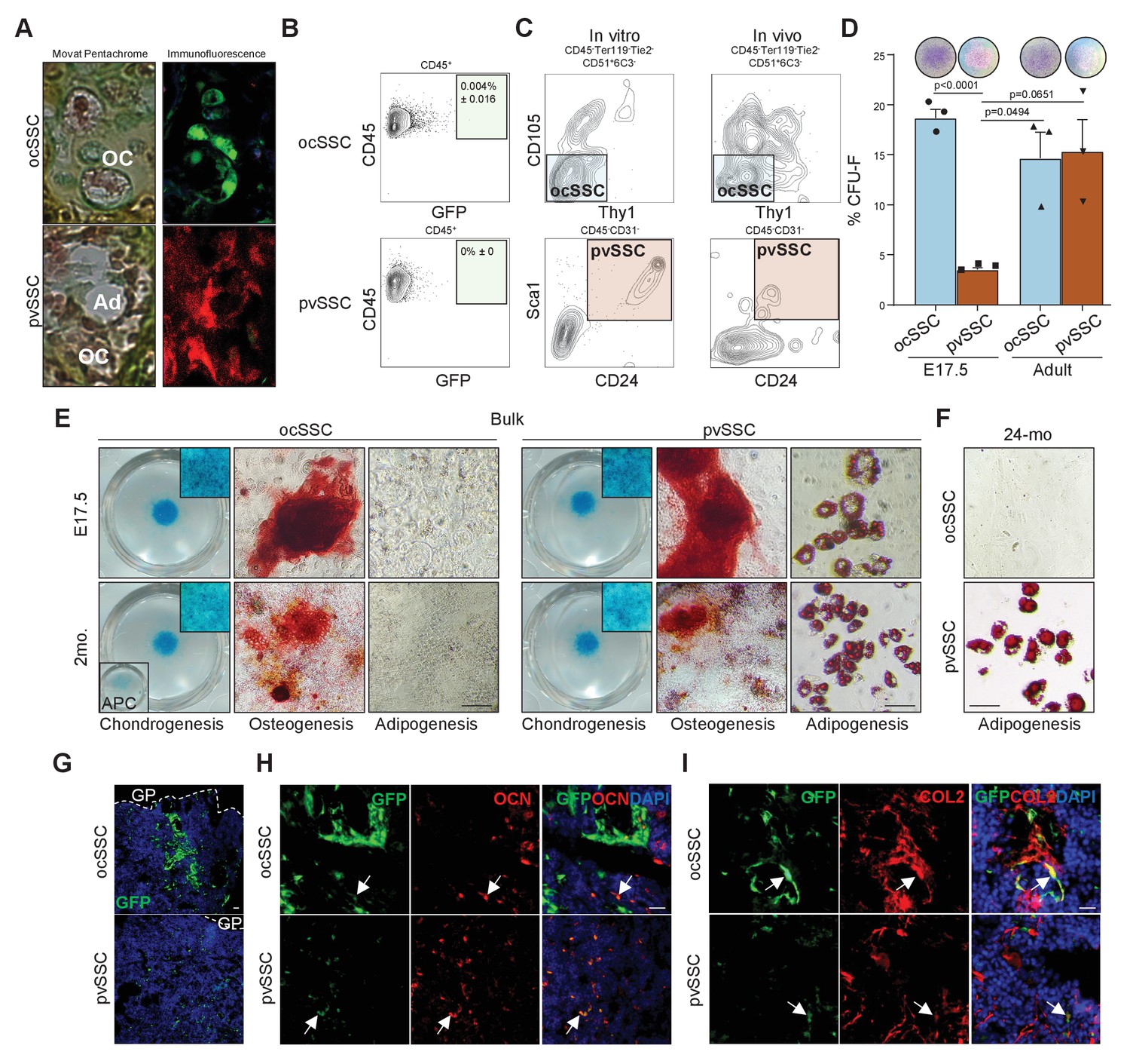 Figures And Data In Distinct Skeletal Stem Cell Types Orchestrate Long