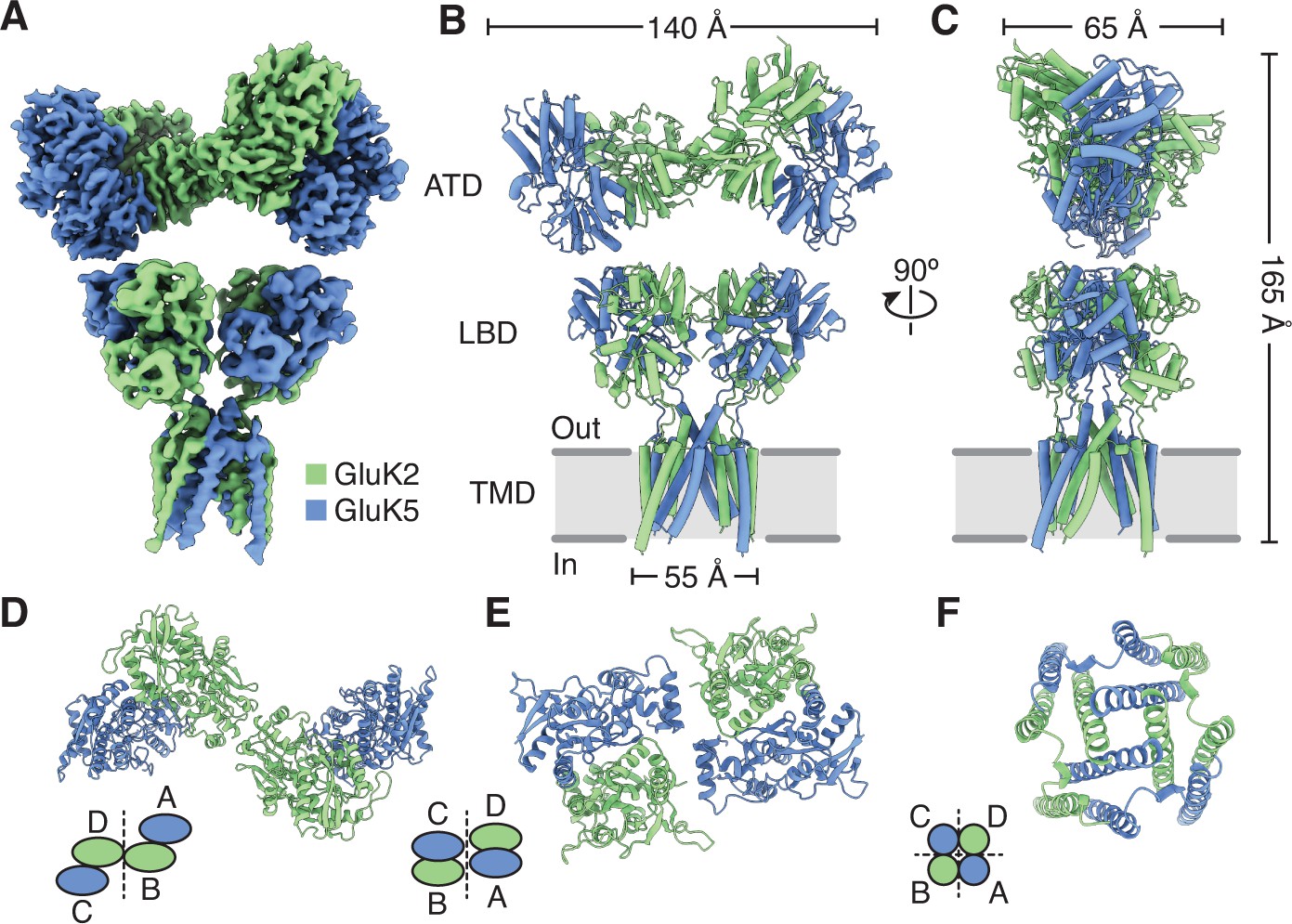 Architecture And Structural Dynamics Of The Heteromeric Gluk2 K5 Kainate Receptor Elife