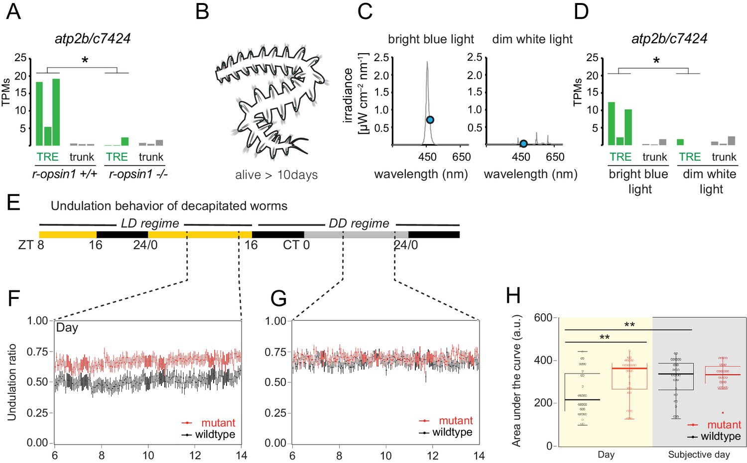 Characterization of cephalic and non-cephalic sensory cell types ...