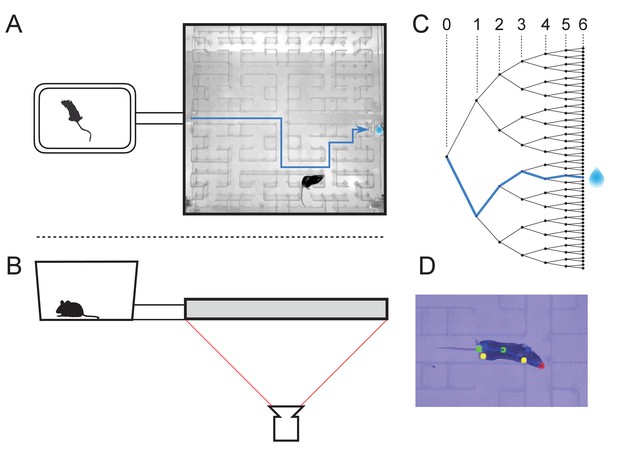 Mice in a labyrinth show rapid learning, sudden insight, and efficient exploration  eLife