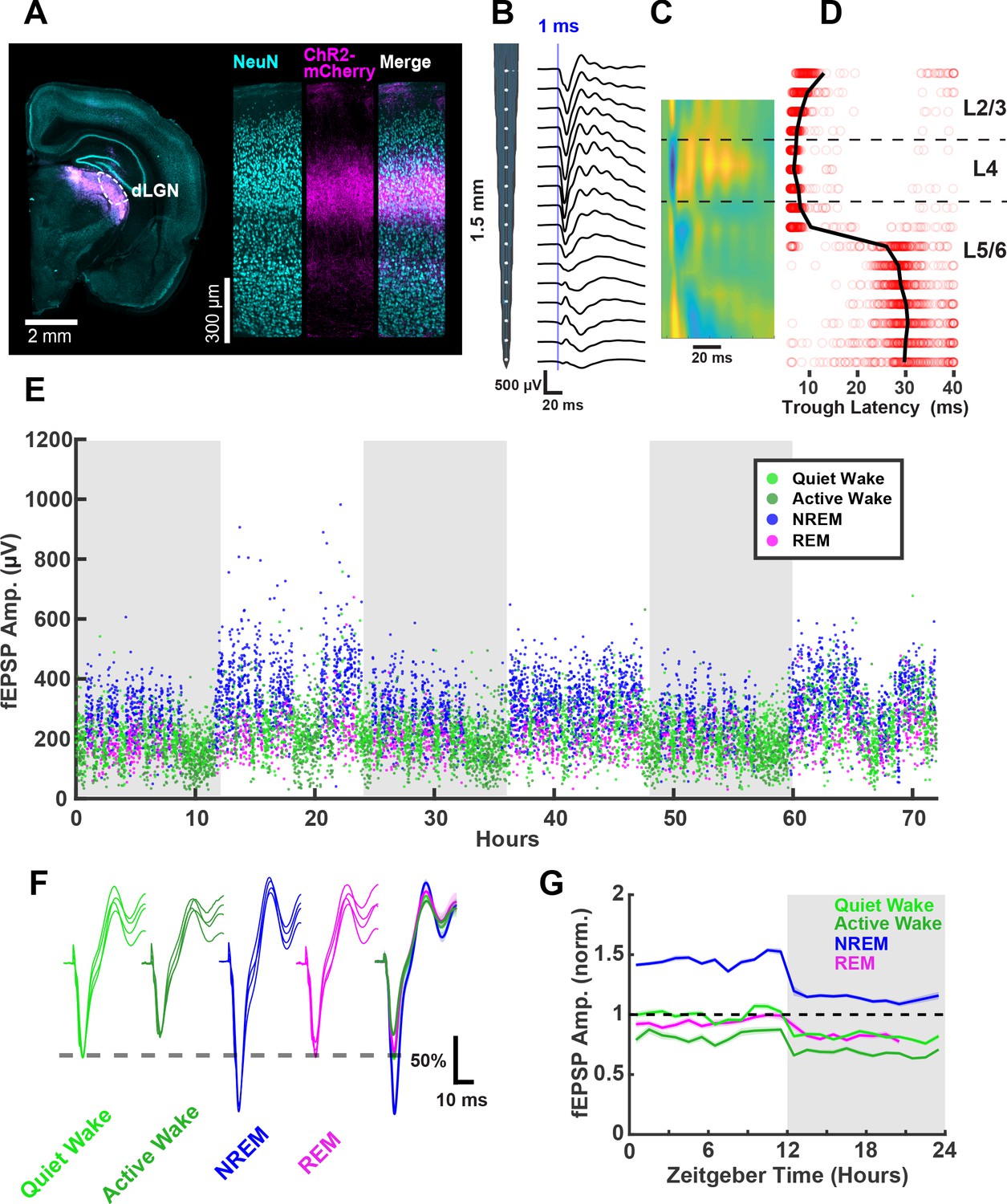 Stability Of Neocortical Synapses Across Sleep And Wake States During The Critical Period In Rats Elife