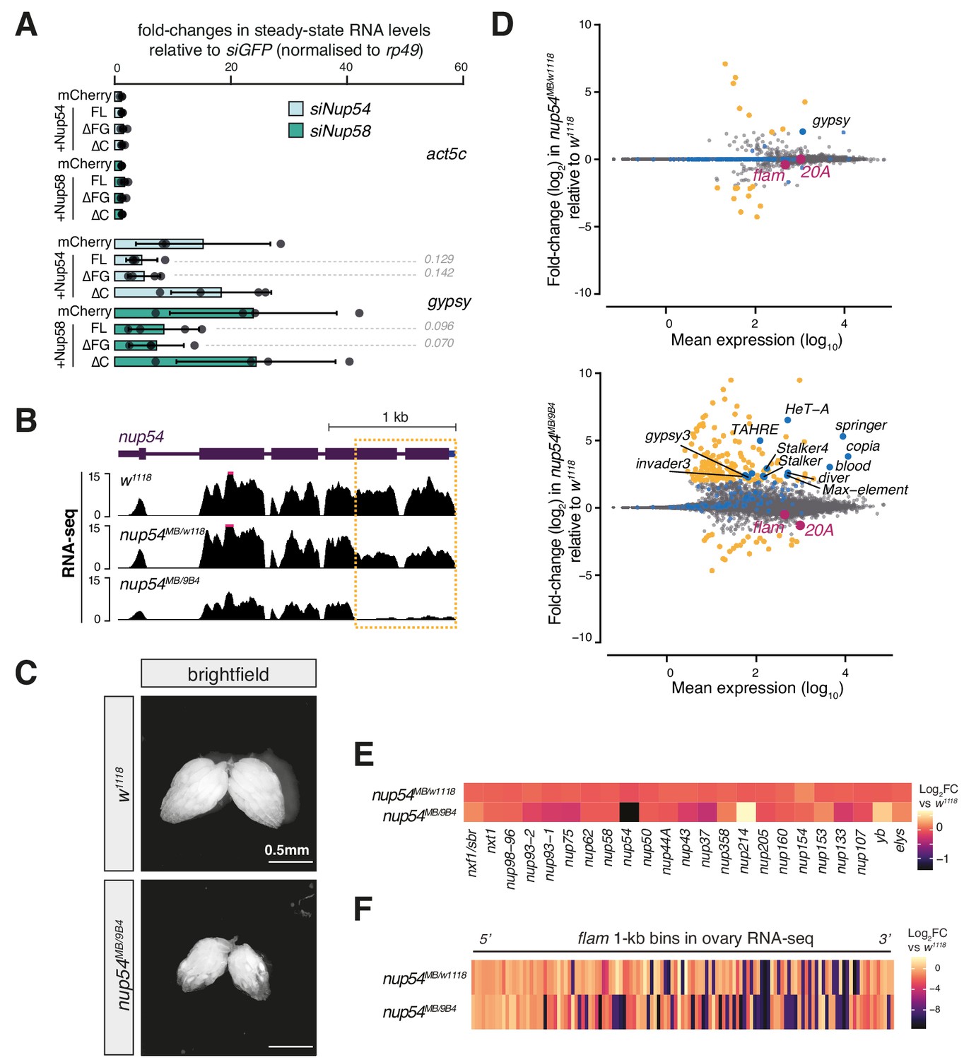 Channel Nuclear Pore Plex Subunits Are Required For Transposon Silencing In Drosophila Elife