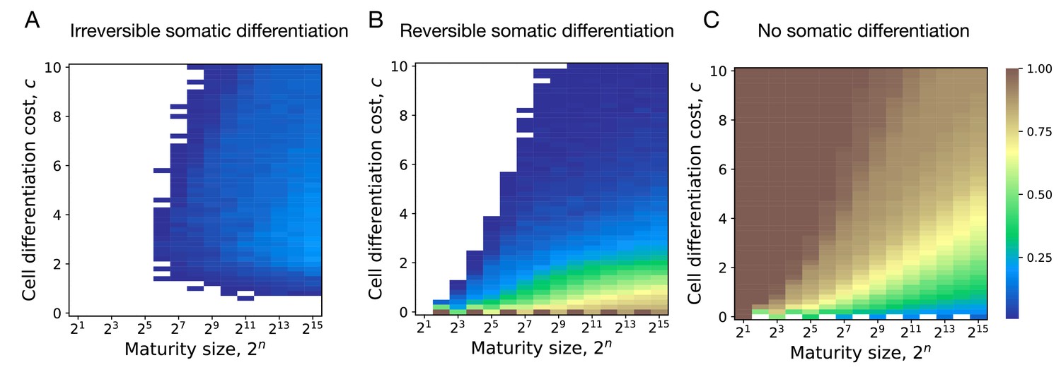 Evolution of irreversible somatic differentiation | eLife