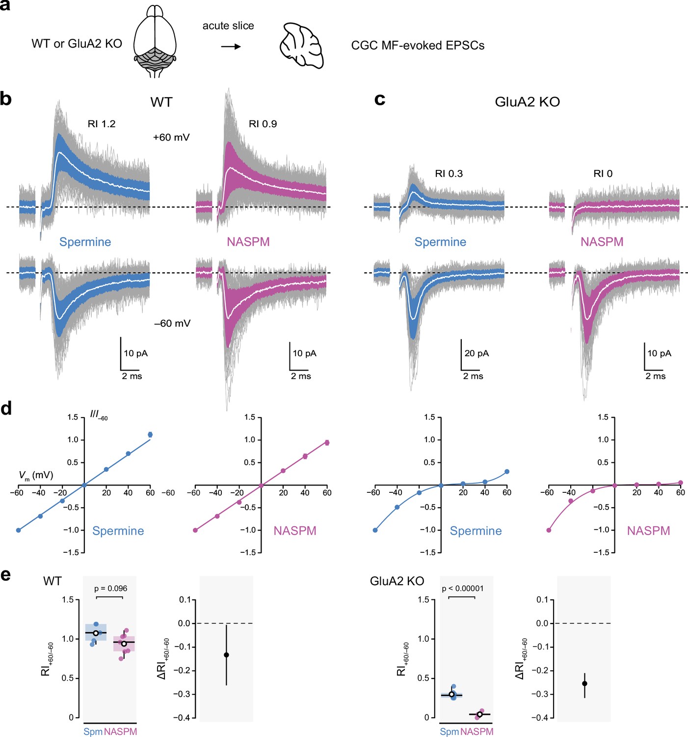 Enhanced Functional Detection Of Synaptic Calcium Permeable Ampa