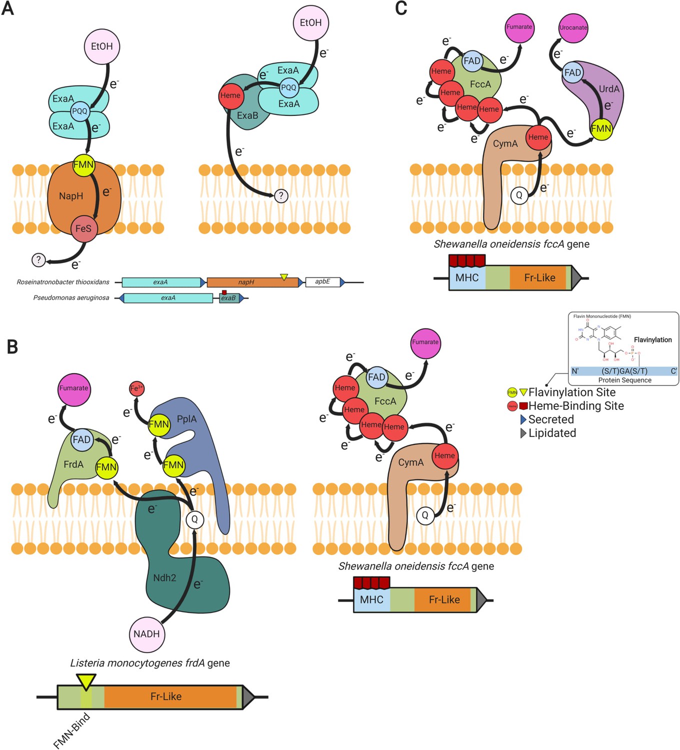 Post-translational flavinylation is associated with diverse ...