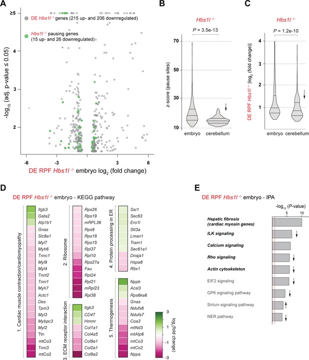 Figures and data in Defects in translation-dependent quality control ...