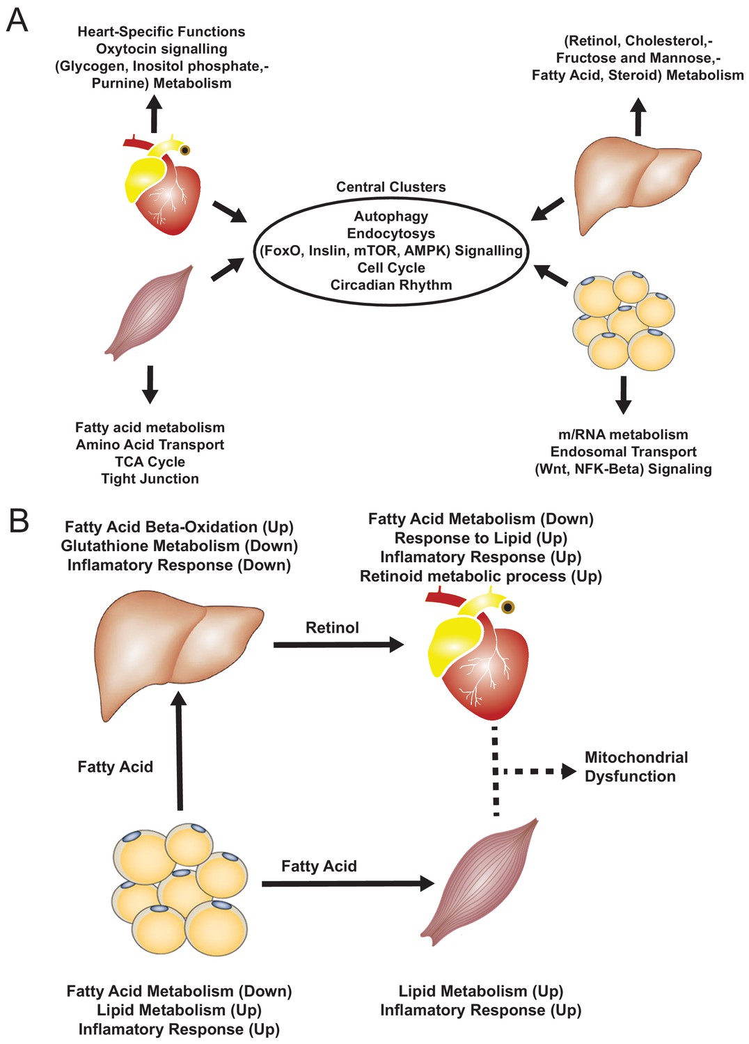 Integrative transcriptomic analysis of tissue-specific metabolic ...