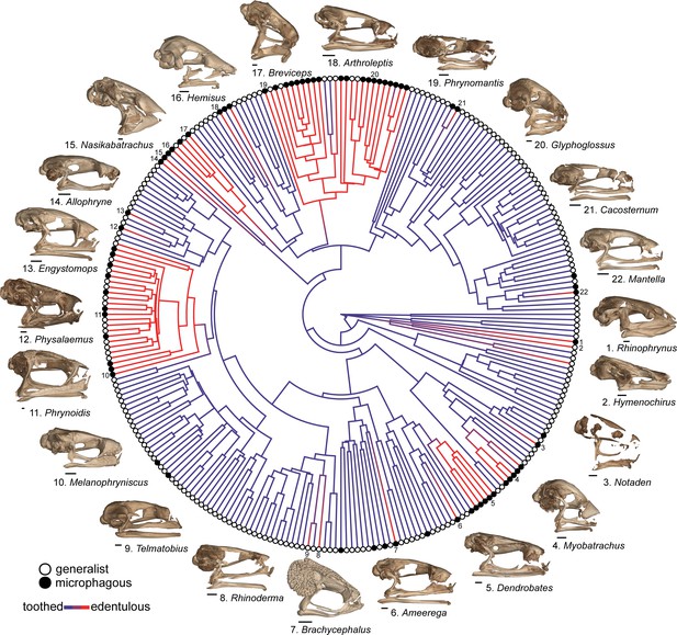 Rampant tooth loss across 200 million years of frog evolution | eLife