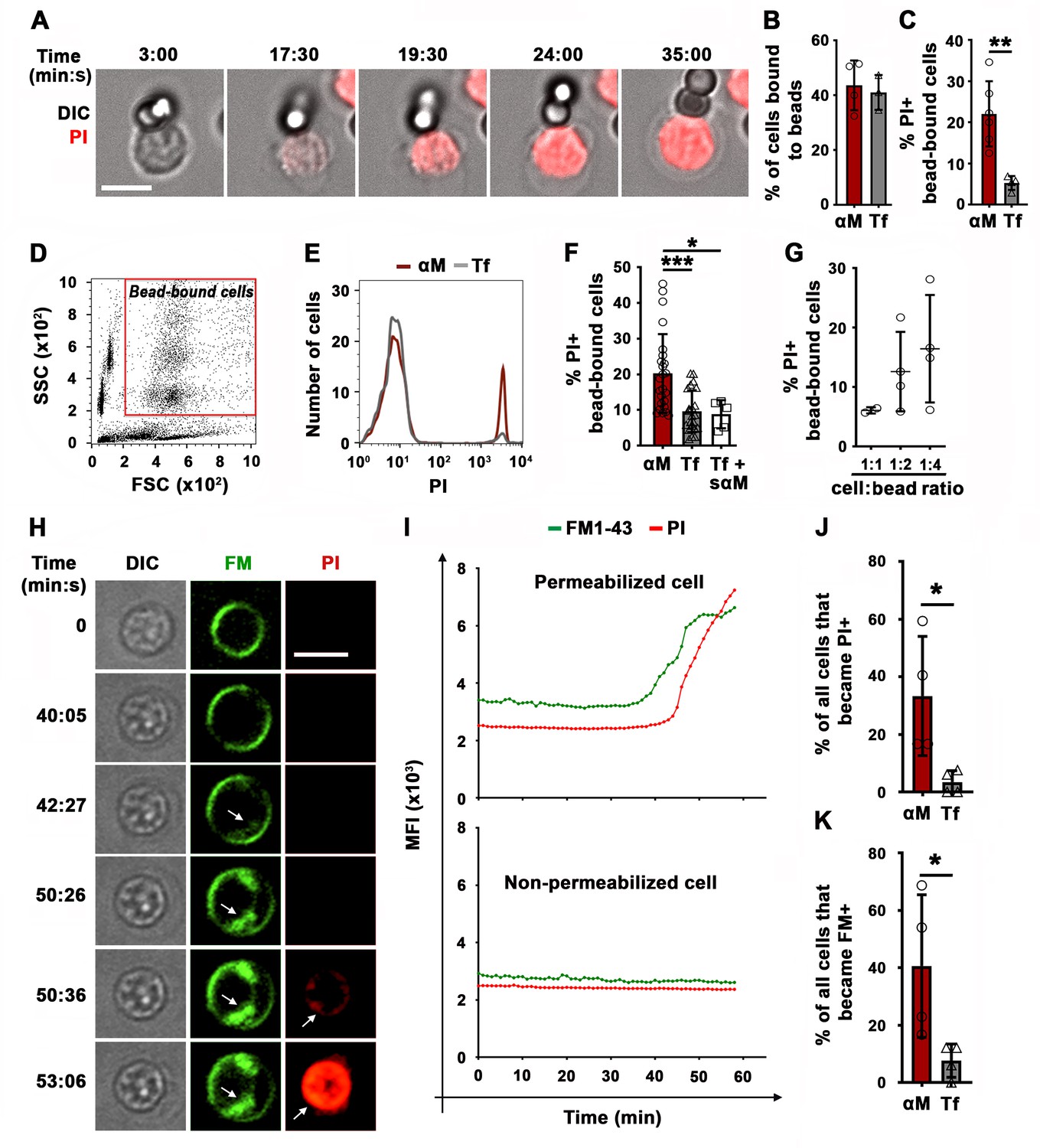 Surface-associated Antigen Induces Permeabilization Of Primary Mouse B ...