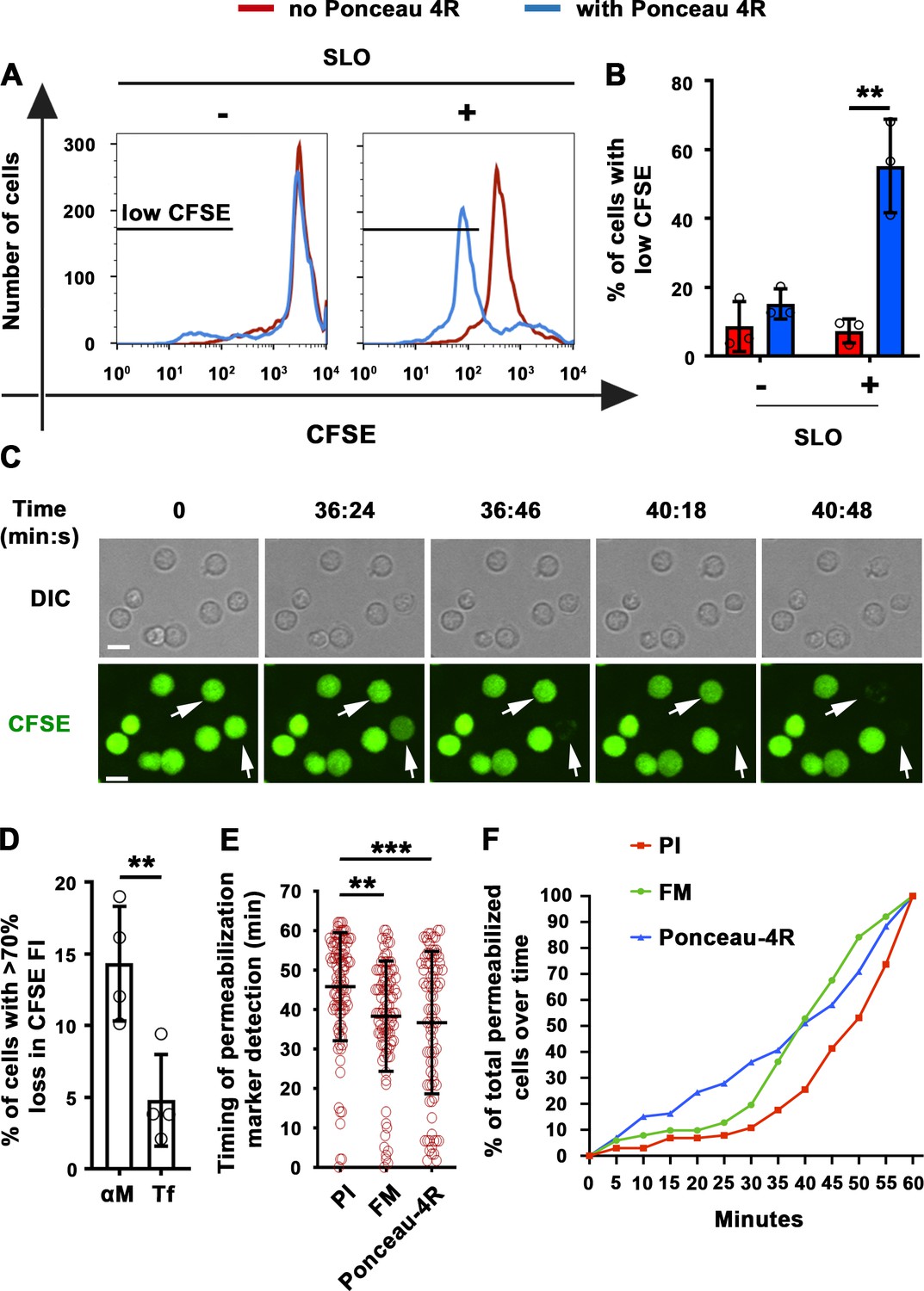 Surface-associated Antigen Induces Permeabilization Of Primary Mouse B ...