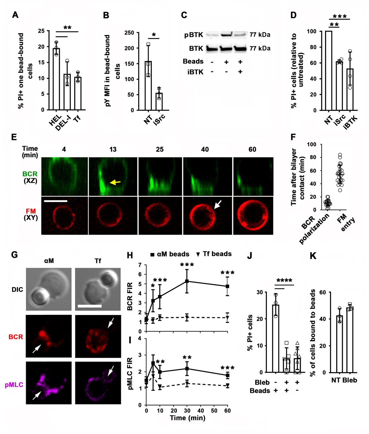 Surface-associated Antigen Induces Permeabilization Of Primary Mouse B ...