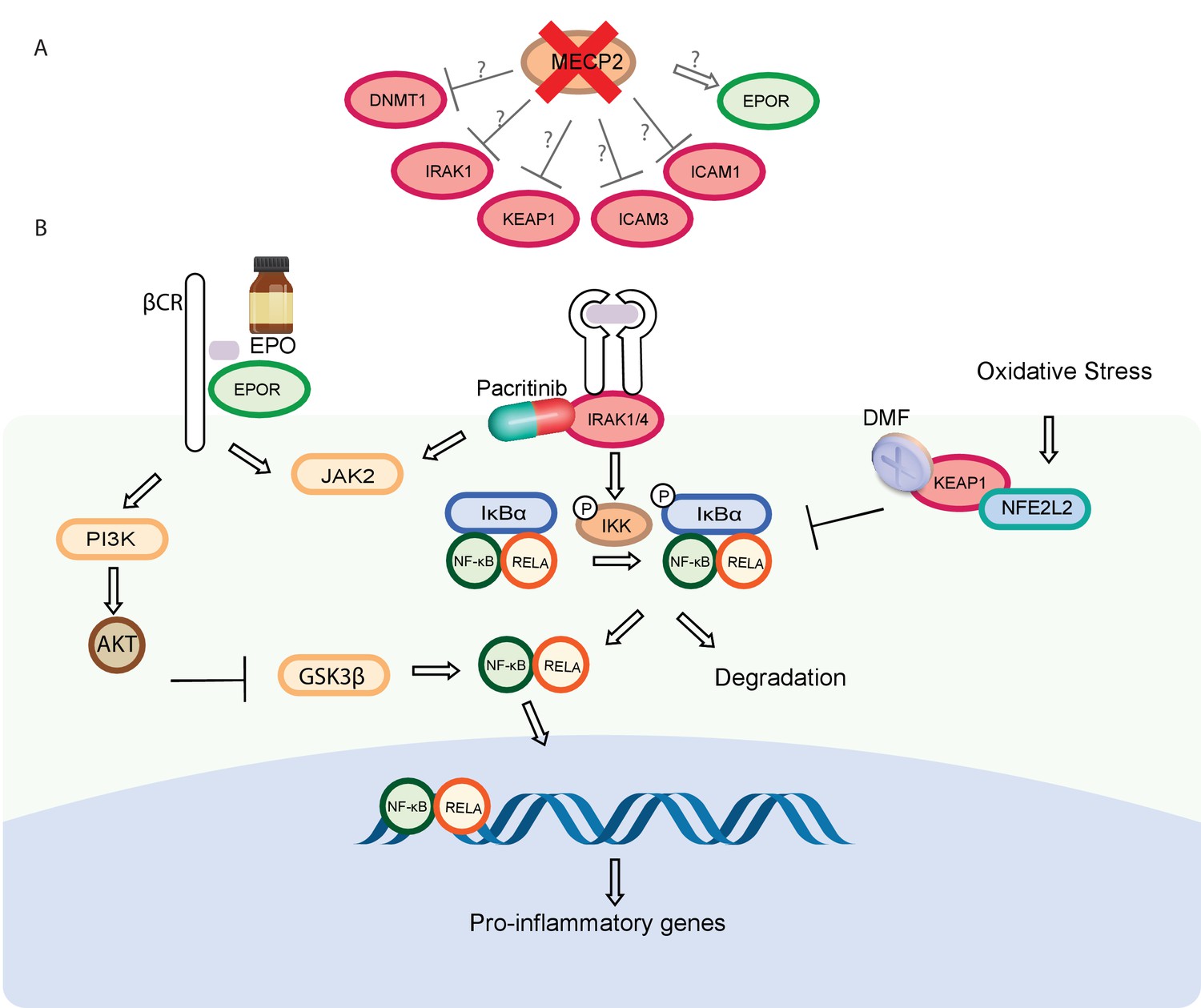 Figures and data in Expanding the MECP2 network using comparative ...