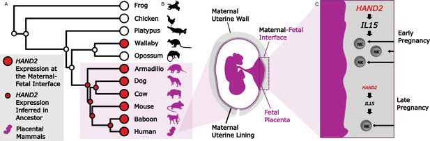 Placenta: When The Past Informs Our Future | ELife