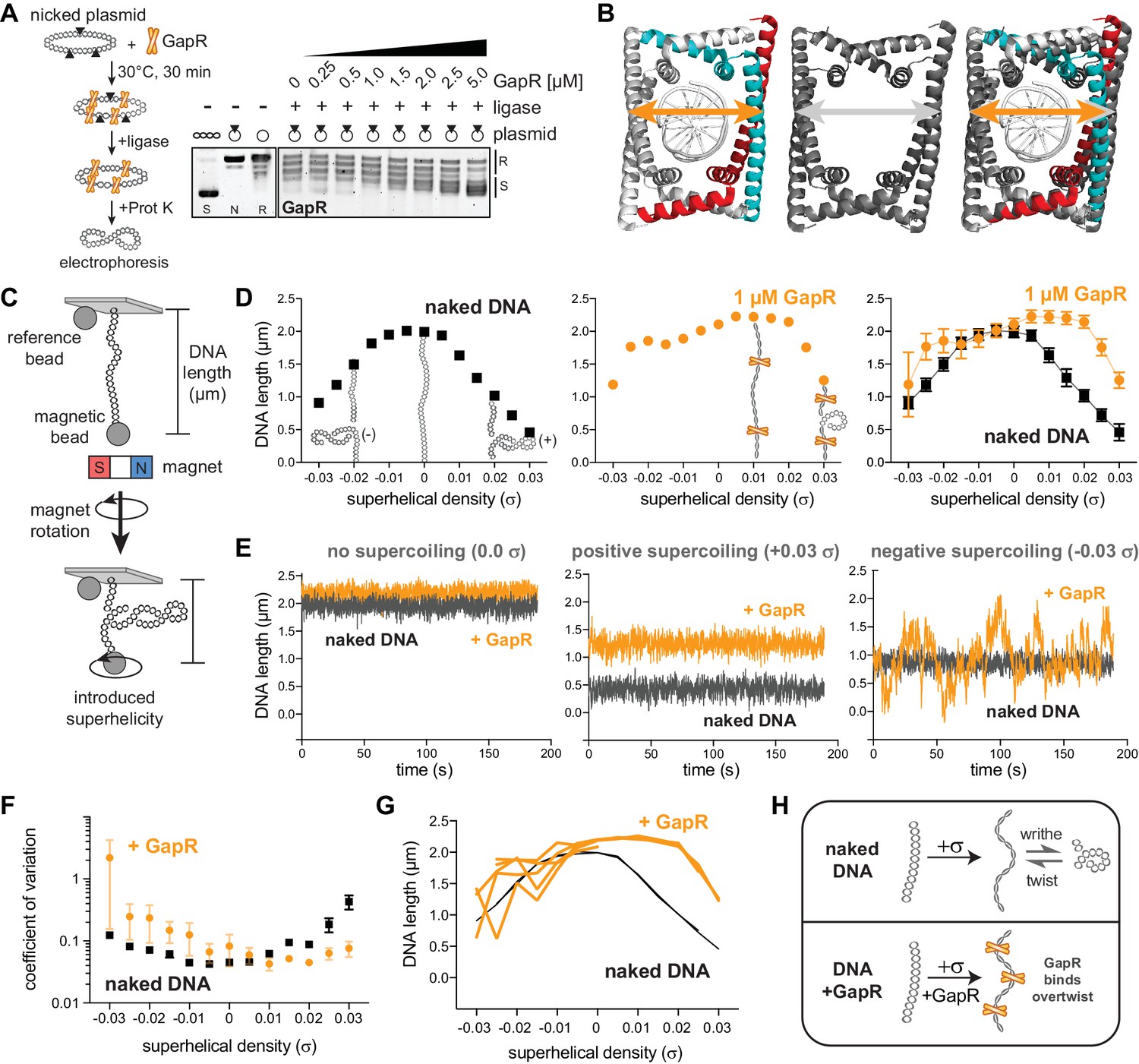 Highresolution, genomewide mapping of positive supercoiling in